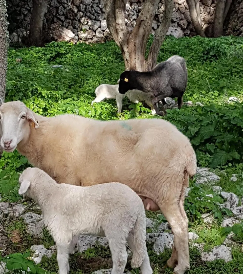 Turismo Rural Biniati Des Pi Sant Lluís 0*,  España